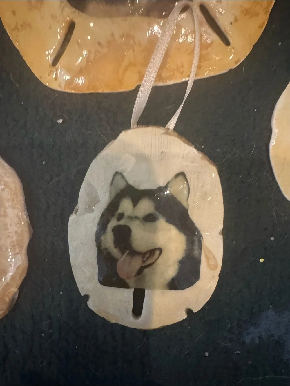 Handmade Husky Dog real sand dollars Ornament Set - Tan and Cream